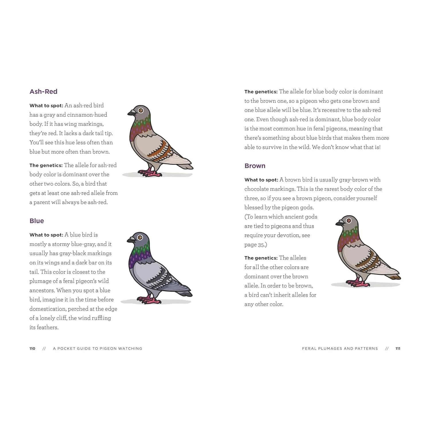 A POCKET GUIDE TO PIGEON WATCHING BY ROSEMARY MOSCO - Image 3