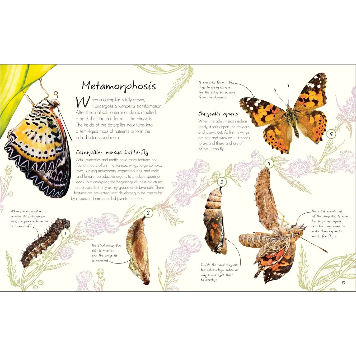 AN ANTHOLOGY OF BUTTERFLIES AND MOTHS: A COLLECTION OF BUTTERFLIES AND MOTHS FROM AROUND THE WORLD BY RICHARD JONES - Image 2