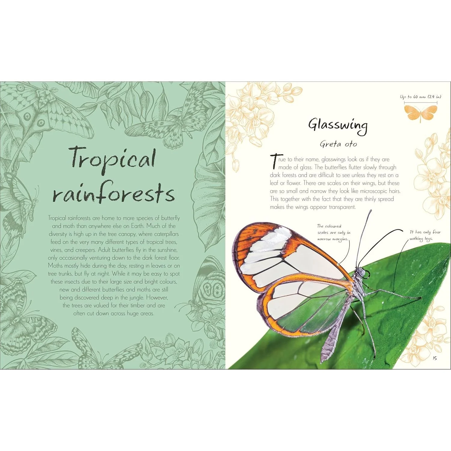 AN ANTHOLOGY OF BUTTERFLIES AND MOTHS: A COLLECTION OF BUTTERFLIES AND MOTHS FROM AROUND THE WORLD BY RICHARD JONES - Image 3