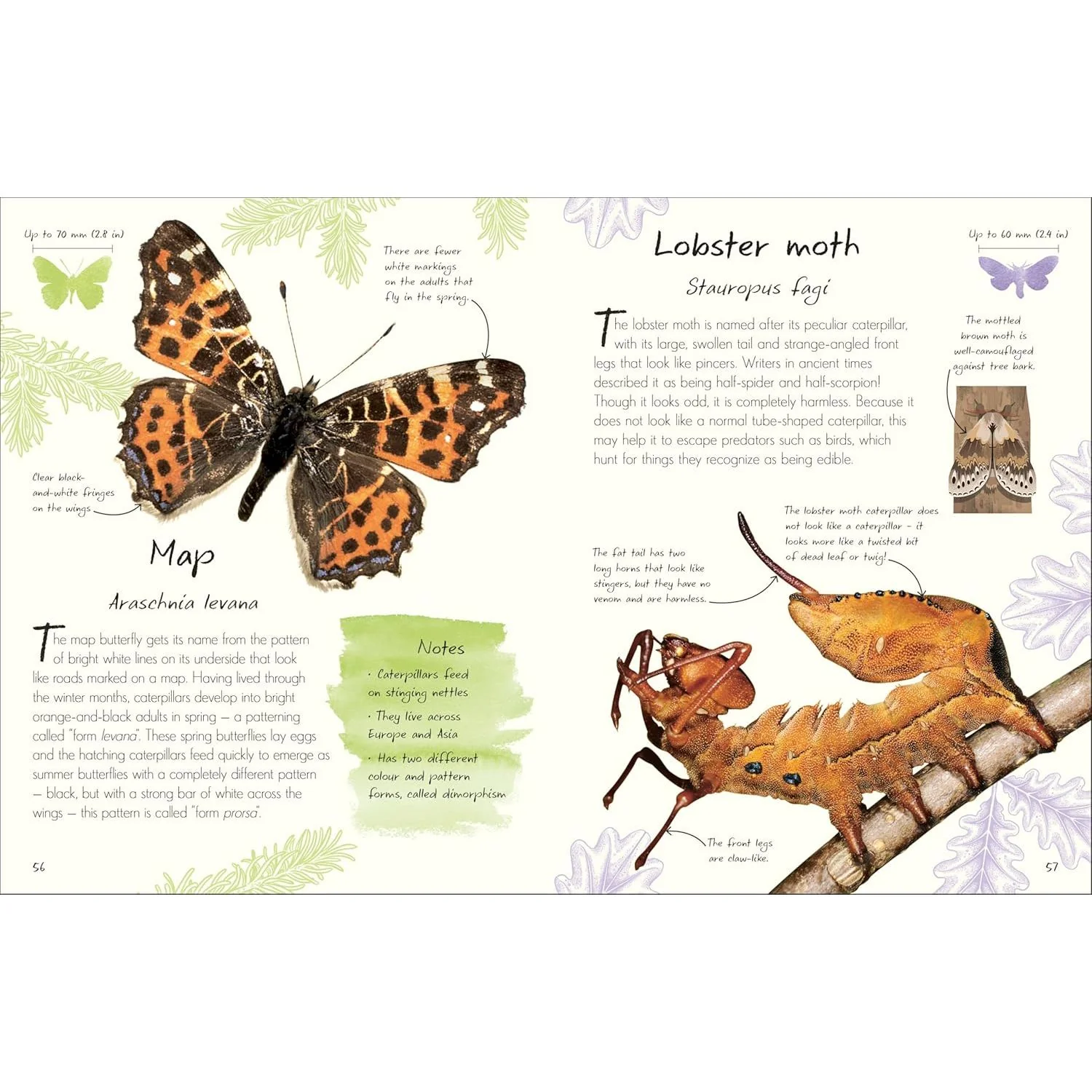 AN ANTHOLOGY OF BUTTERFLIES AND MOTHS: A COLLECTION OF BUTTERFLIES AND MOTHS FROM AROUND THE WORLD BY RICHARD JONES - Image 4