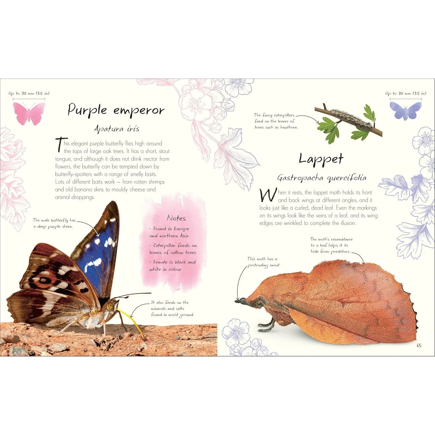 AN ANTHOLOGY OF BUTTERFLIES AND MOTHS: A COLLECTION OF BUTTERFLIES AND MOTHS FROM AROUND THE WORLD BY RICHARD JONES - Image 5