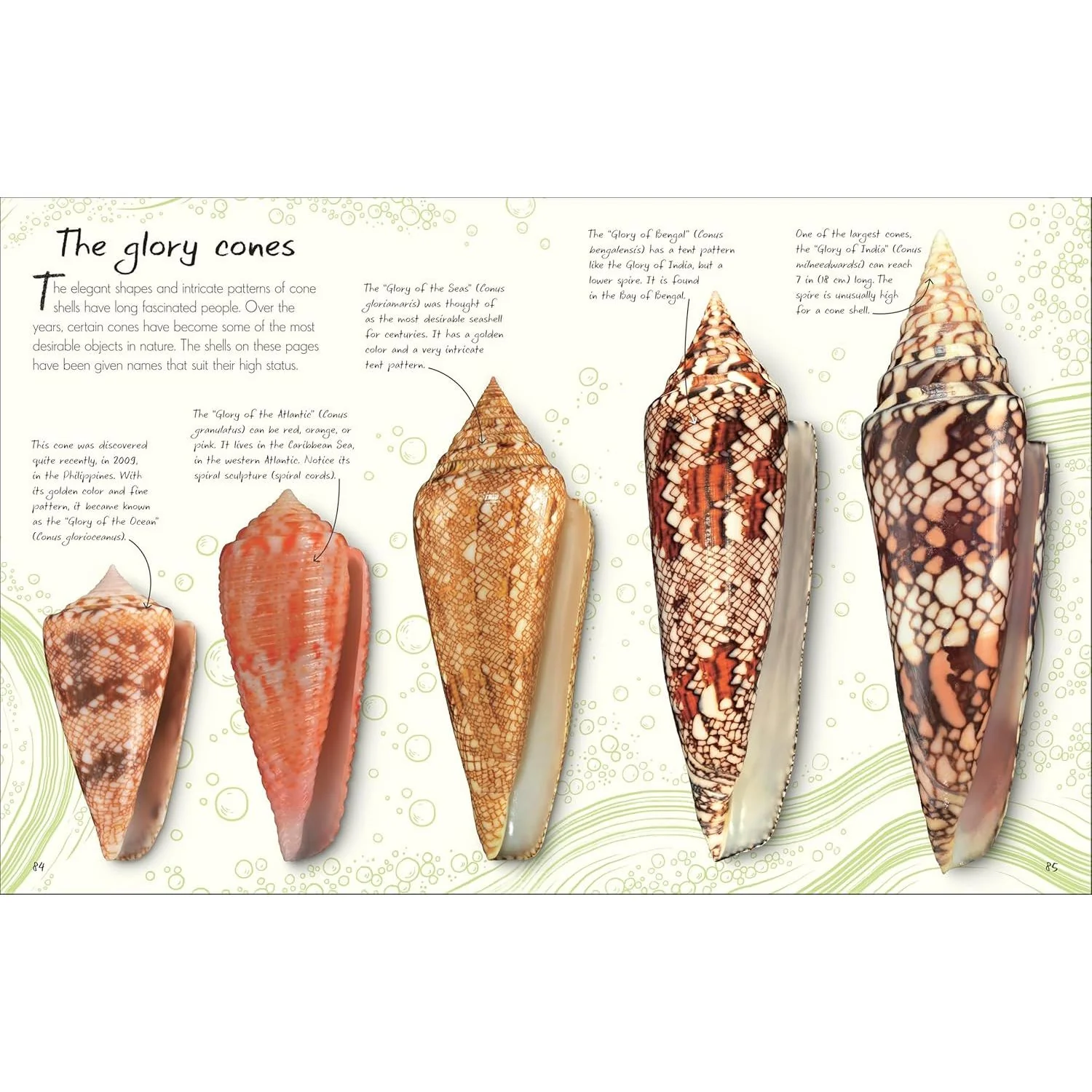AN ANTHOLOGY OF SHELLS - Image 2