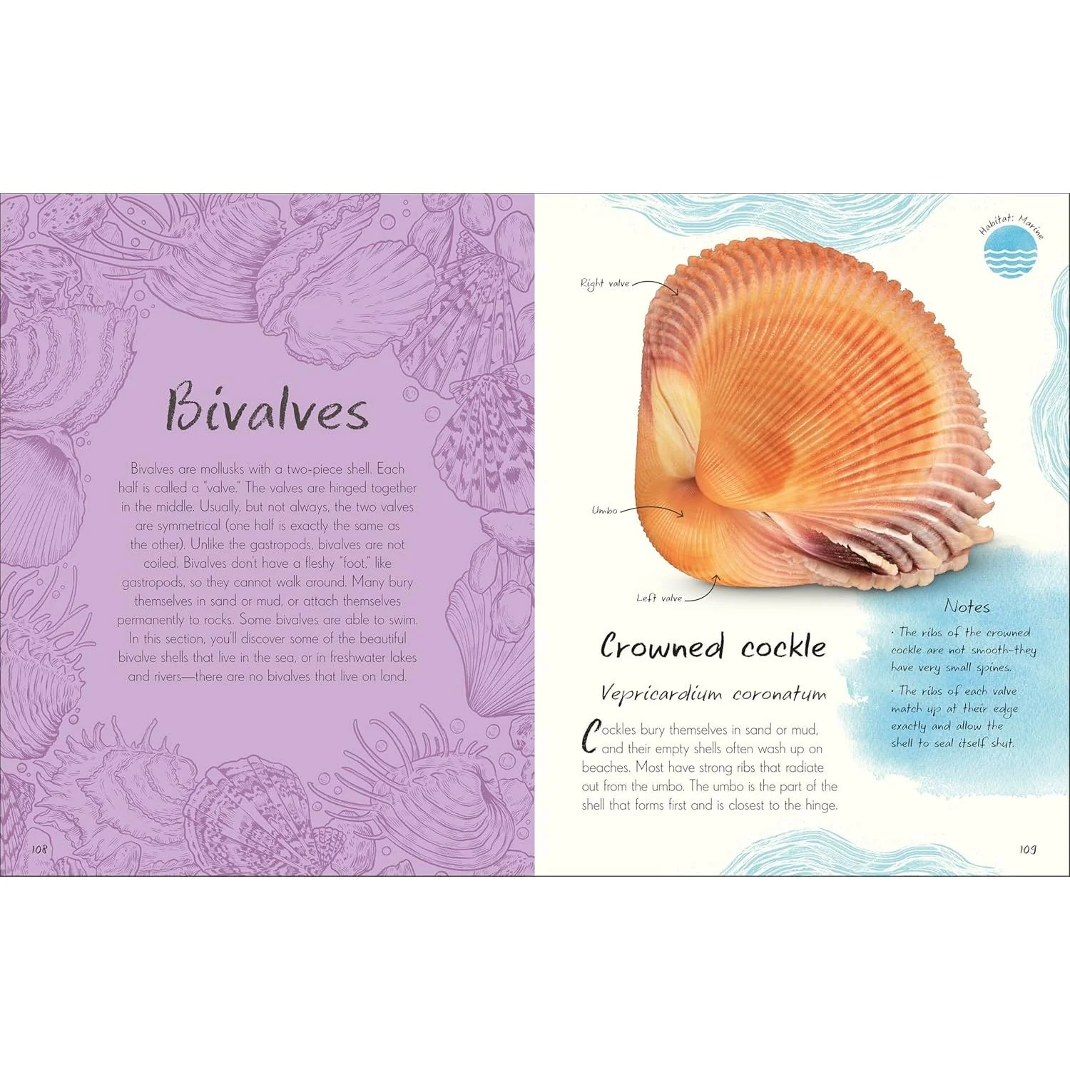 AN ANTHOLOGY OF SHELLS - Image 4