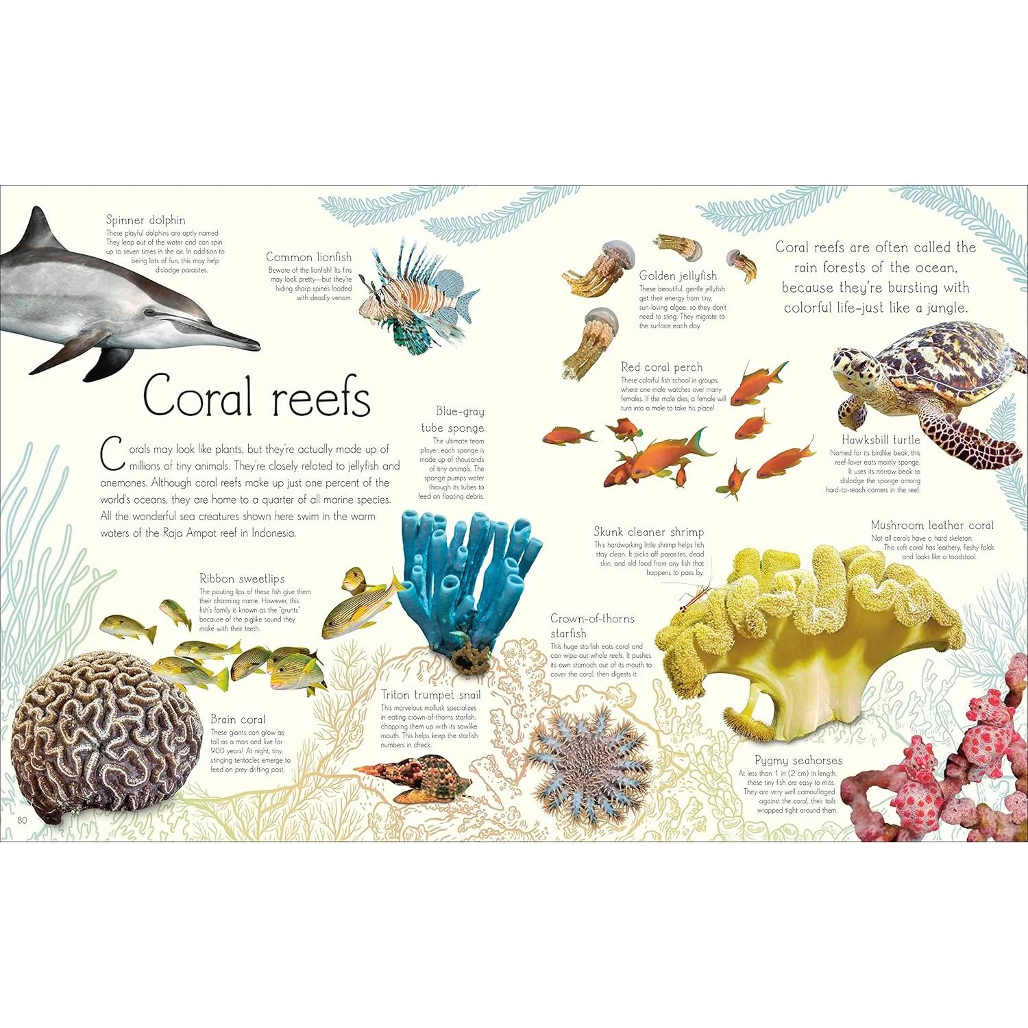ANTHOLOGY OF AQUATIC LIFE: A DK BOOK - Image 2