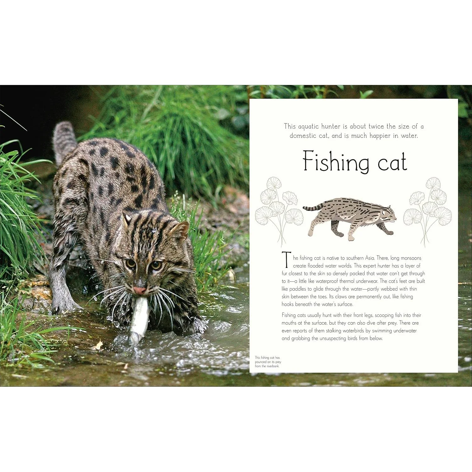ANTHOLOGY OF AQUATIC LIFE: A DK BOOK - Image 5