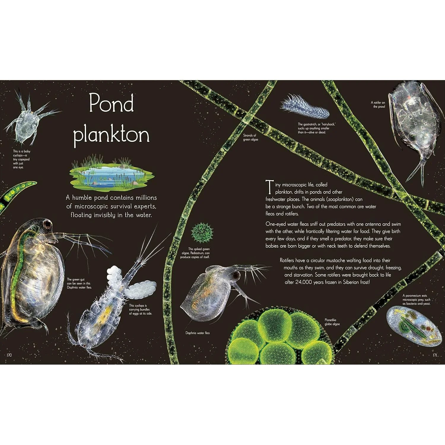 ANTHOLOGY OF AQUATIC LIFE: A DK BOOK - Image 6