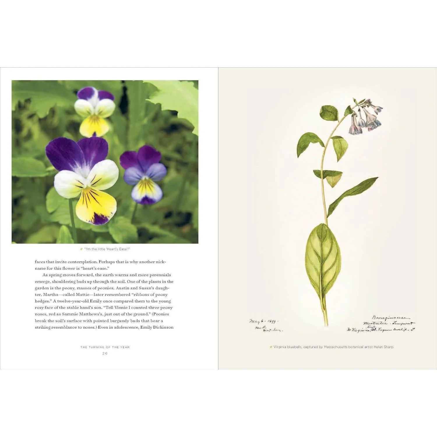 EMILY DICKINSON'S GARDENING LIFE: THE PLANTS & PLACES THAT INSPIRED THE ICONIC POET BY MARTA MCDOWELL - Image 4