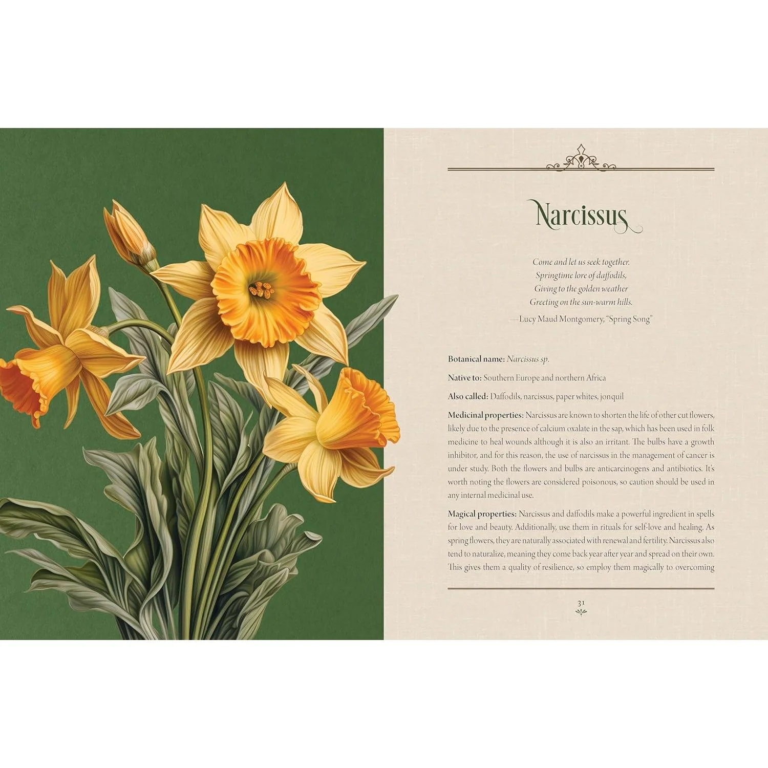 ENCHANTED PLANTS: A TREASURY OF BOTANICAL FOLKLORE & MAGIC BY VARLA VENTURA - Image 2