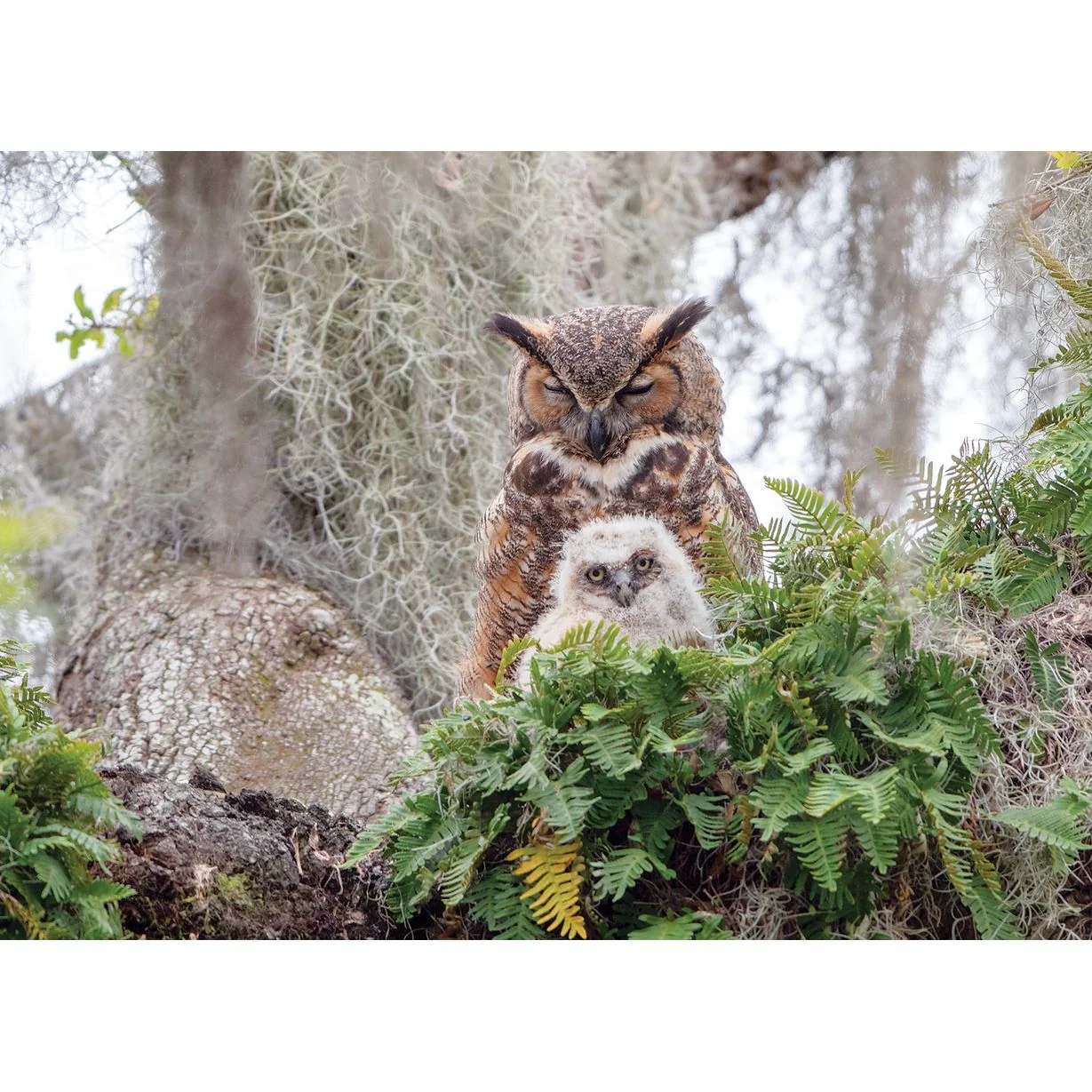 GREAT HORNED OWL 1000PC PUZZLE - Image 2