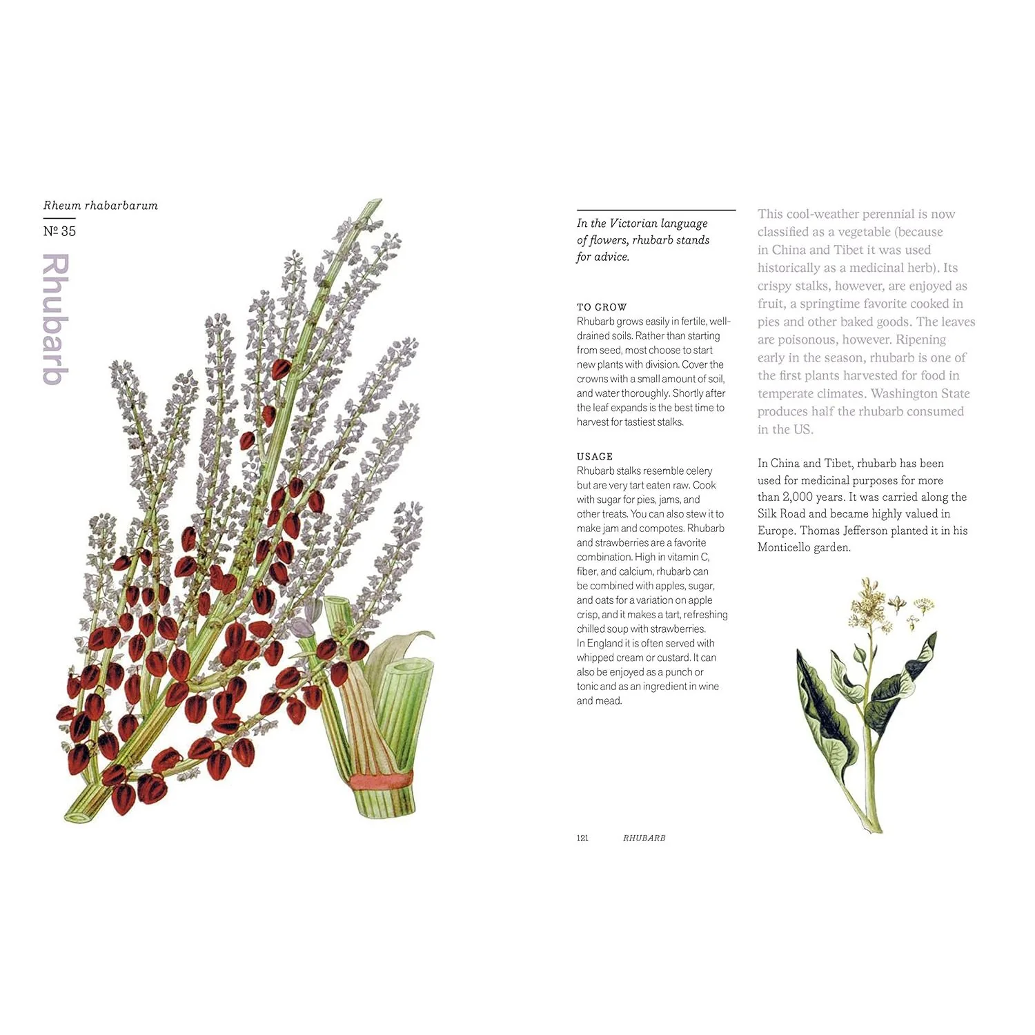 HERBAL HANDBOOK BY THE NEW YORK BOTANICAL GARDEN - Image 3