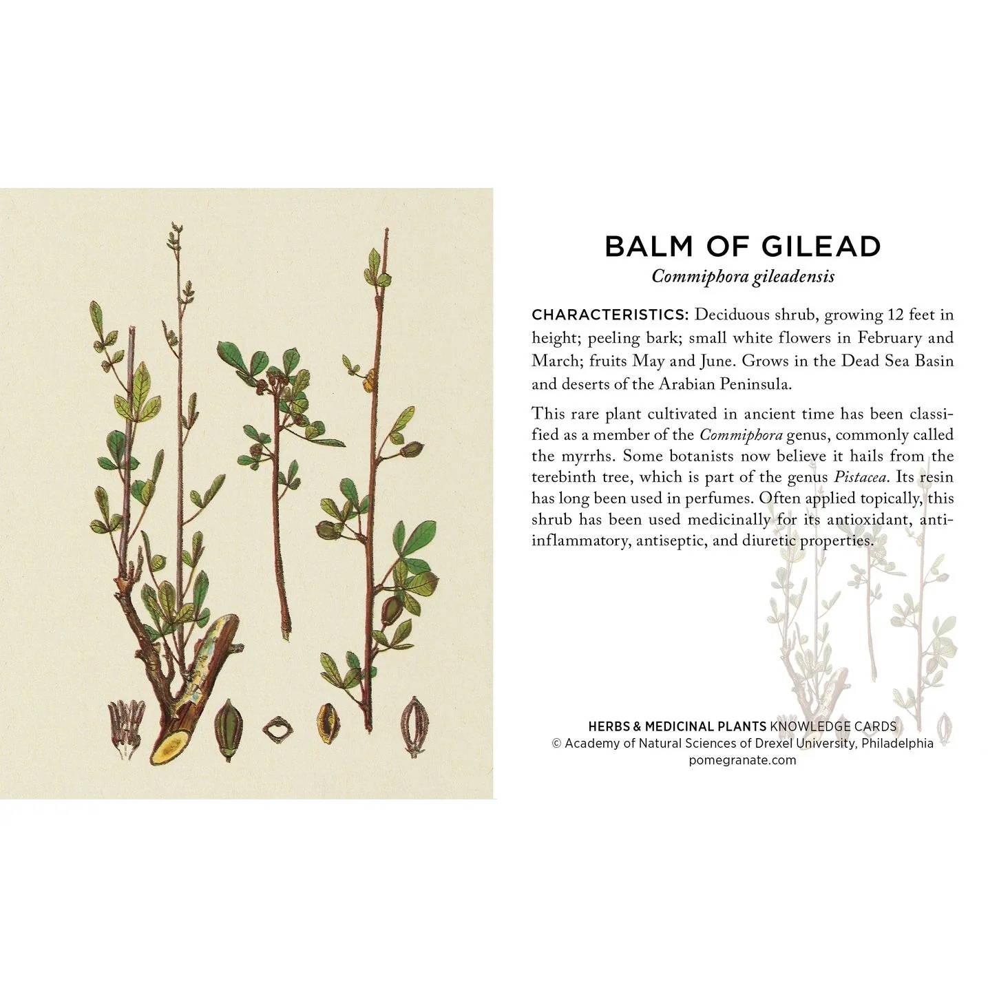 HERBS AND MEDICINAL PLANTS KNOWLEDGE CARDS - Image 2
