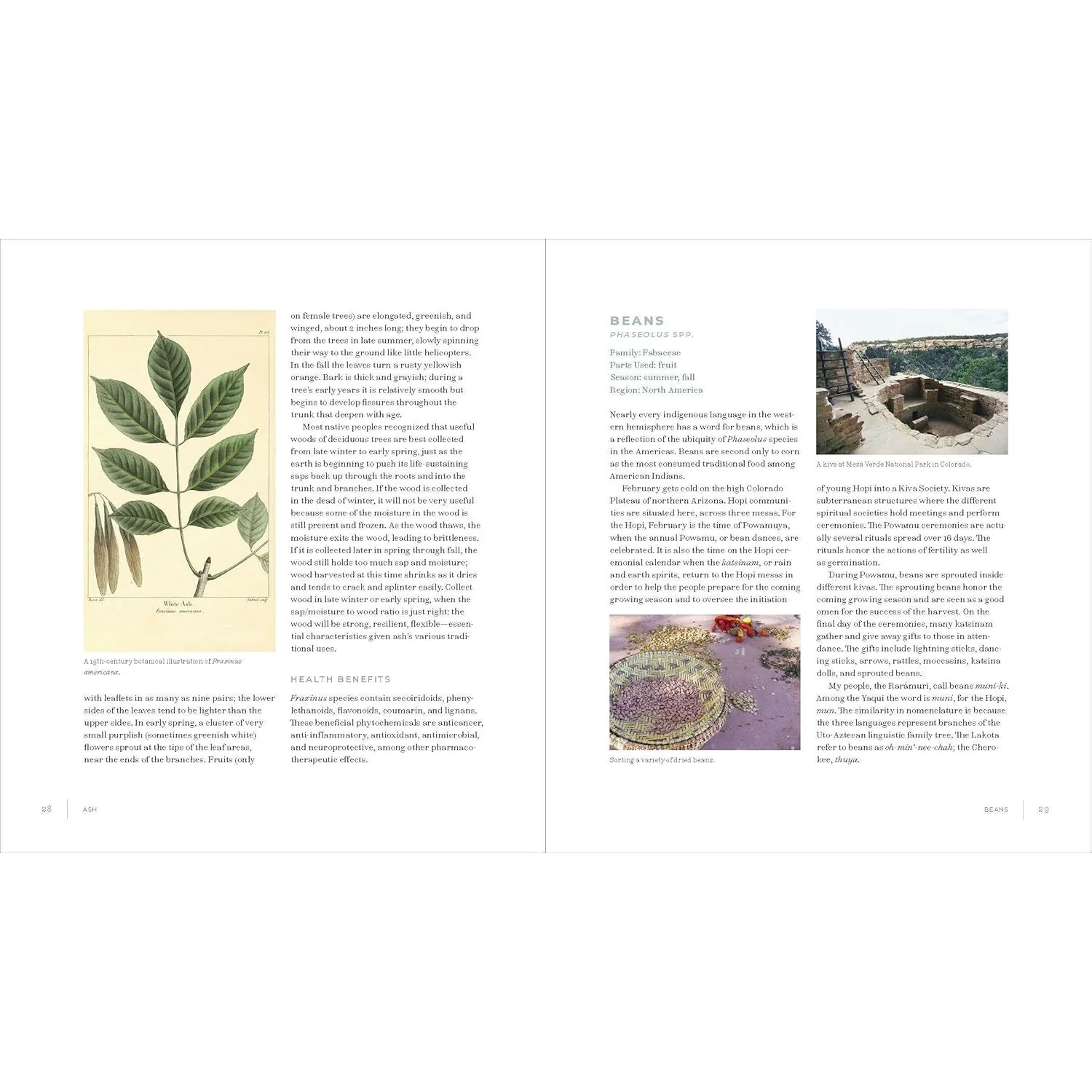 IWIGARA: THE KINSHIP OF PLANTS AND PEOPLE, AMERICAN INDIAN ETHNOBOTANICAL TRADITIONS AND SCIENCE BY ENRIQUE SALMON - Image 2