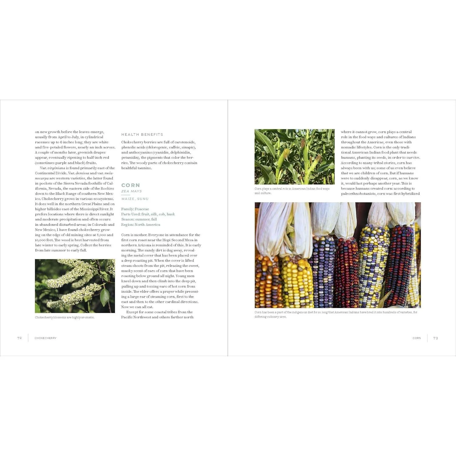 IWIGARA: THE KINSHIP OF PLANTS AND PEOPLE, AMERICAN INDIAN ETHNOBOTANICAL TRADITIONS AND SCIENCE BY ENRIQUE SALMON - Image 4