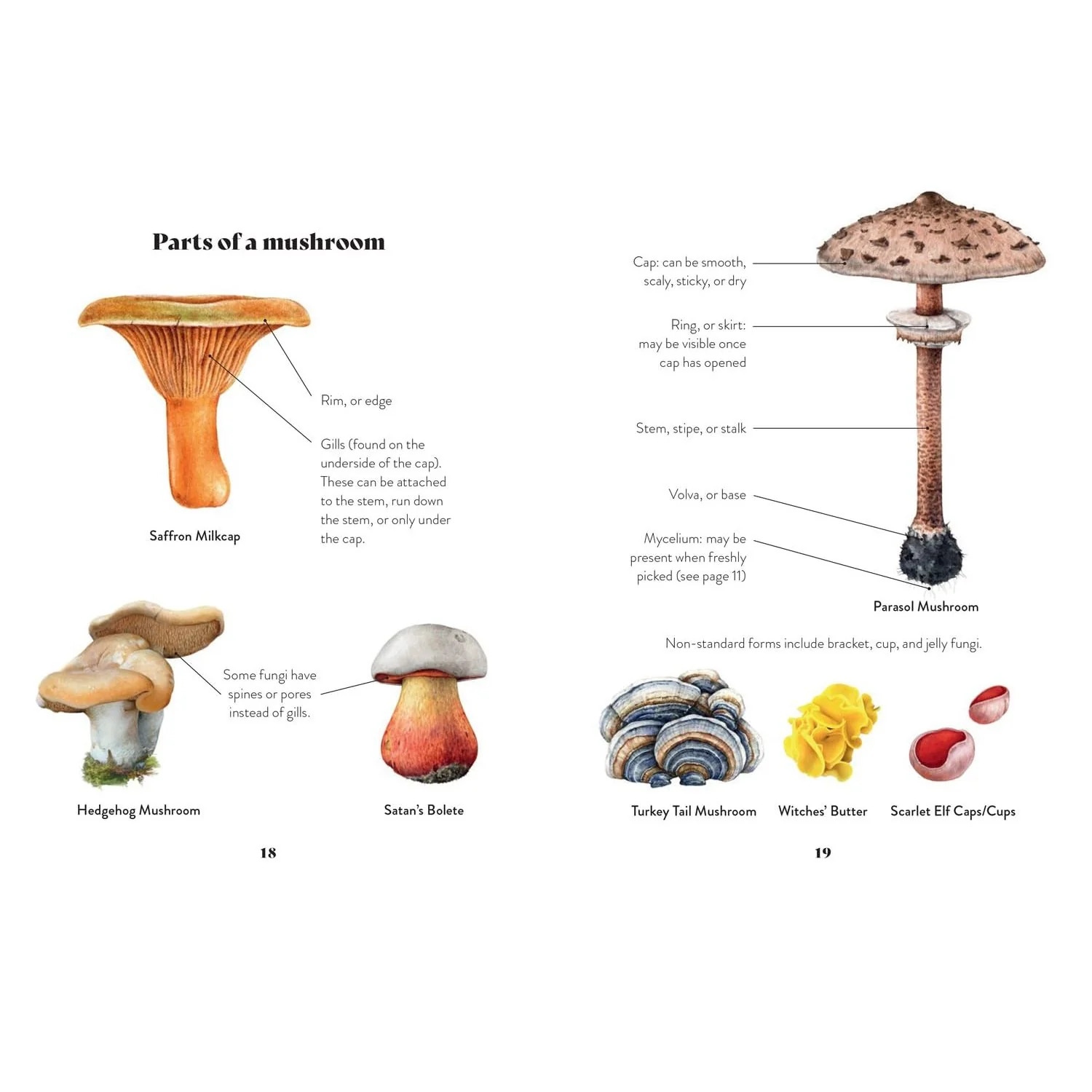 MUSHROOM MISCELLANY: AN ILLUSTRATED GUIDE BY ADELE NOZEDAR - Image 3