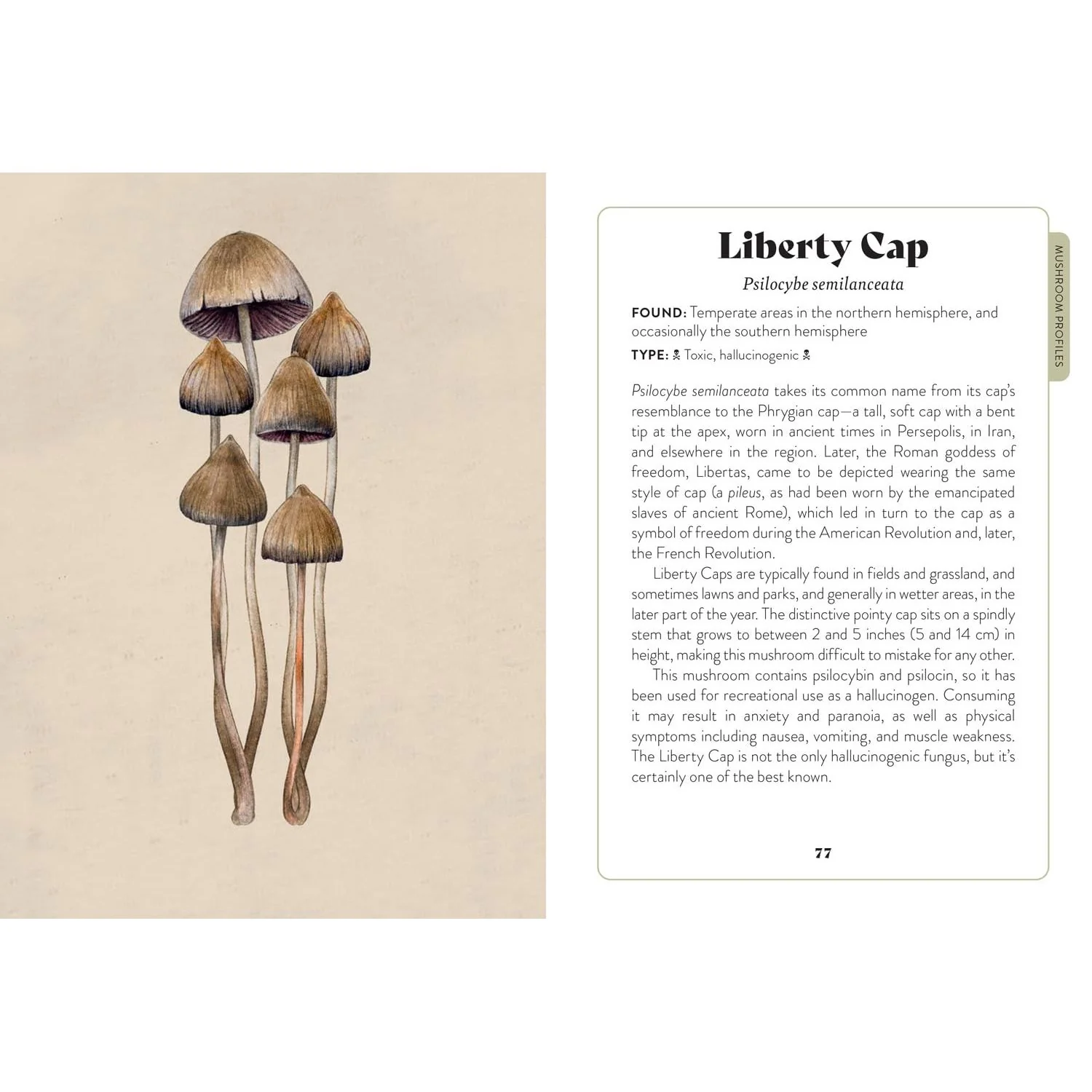 MUSHROOM MISCELLANY: AN ILLUSTRATED GUIDE BY ADELE NOZEDAR - Image 4