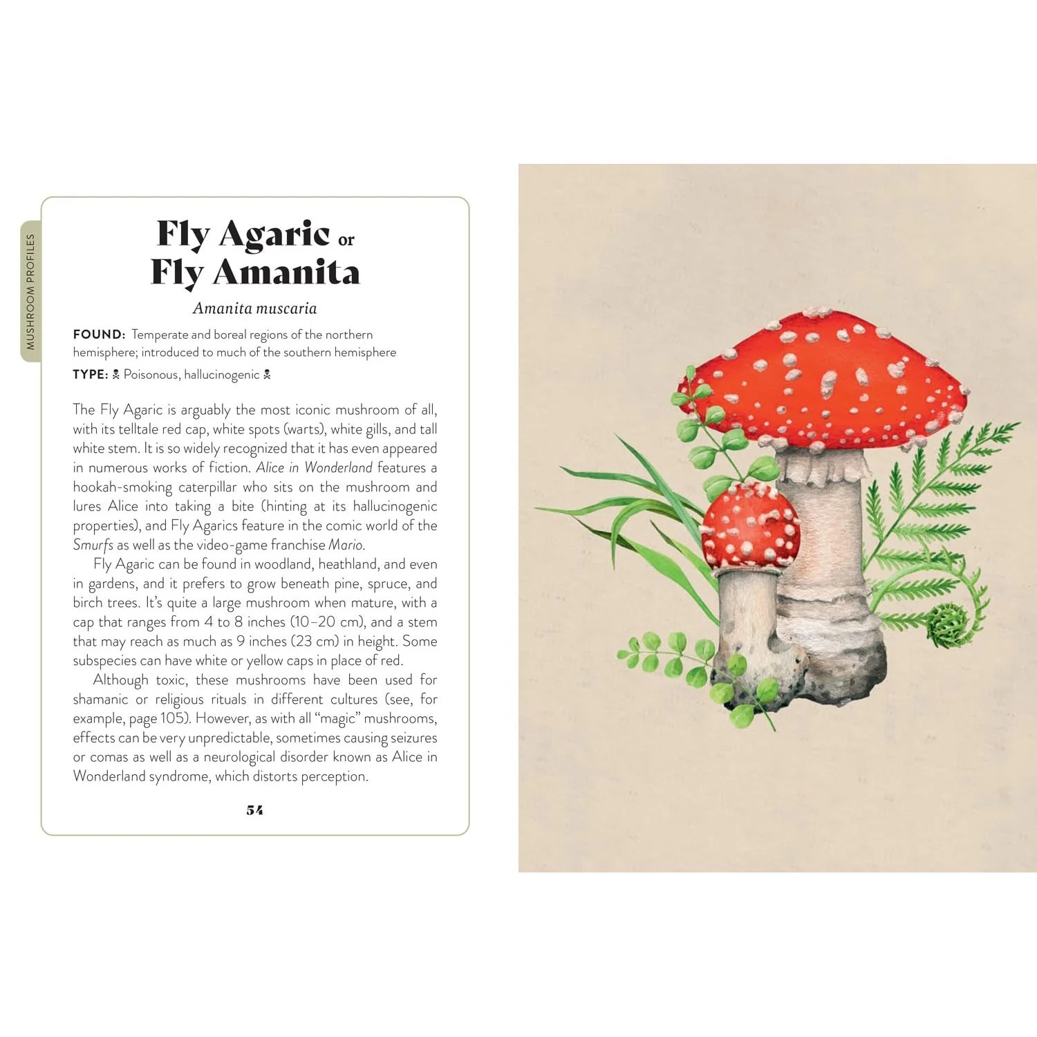MUSHROOM MISCELLANY: AN ILLUSTRATED GUIDE BY ADELE NOZEDAR - Image 5