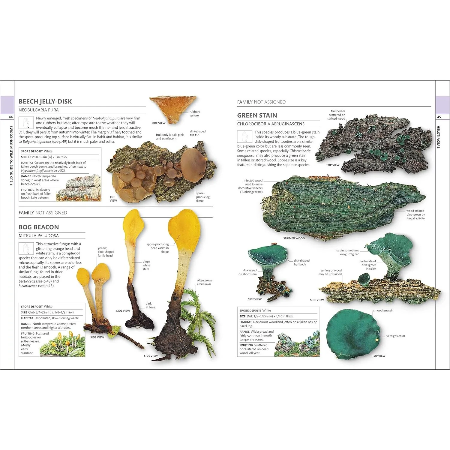 MUSHROOMS: HOW TO IDENTIFY AND GATHER WILD MUSHROOMS AND OTHER FUNGI (DK GUIDE) - Image 3