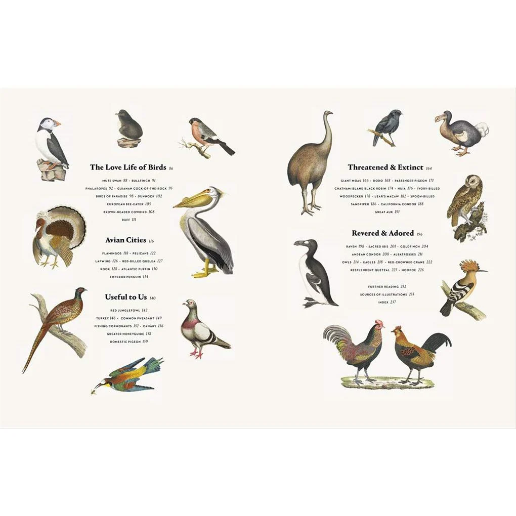 REMARKABLE BIRDS BY MARK AVERY - Image 2