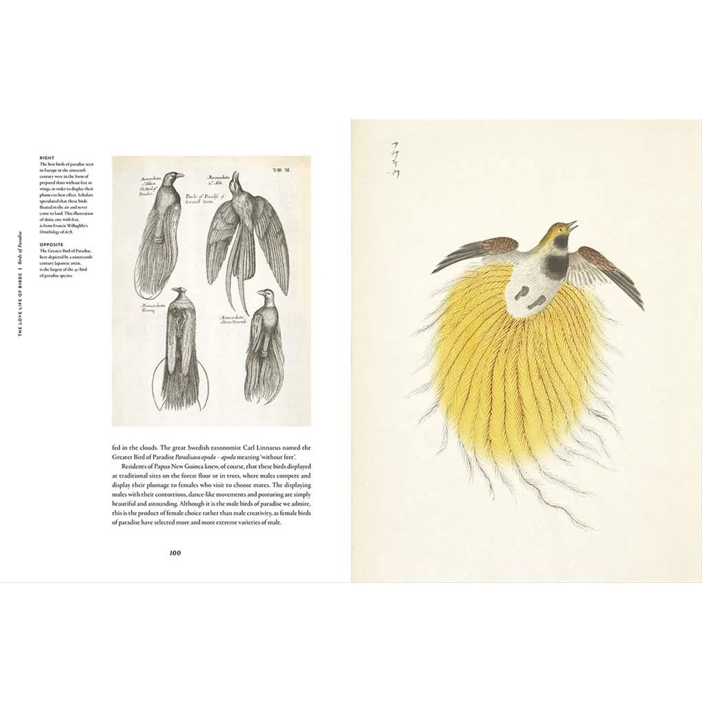 REMARKABLE BIRDS BY MARK AVERY - Image 3