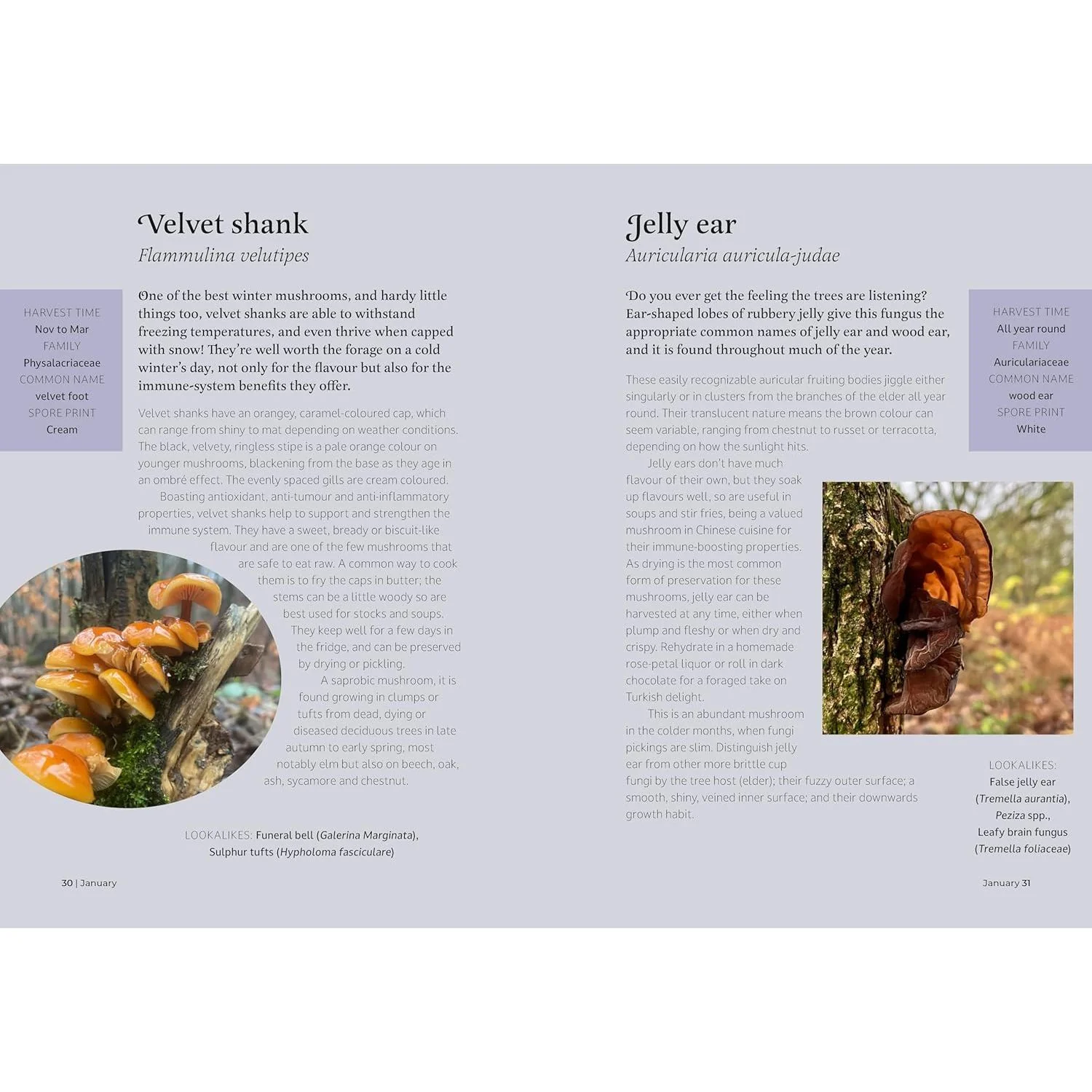 THE FORAGER'S ALMANAC BY DANIELLE GALLACHER - Image 2