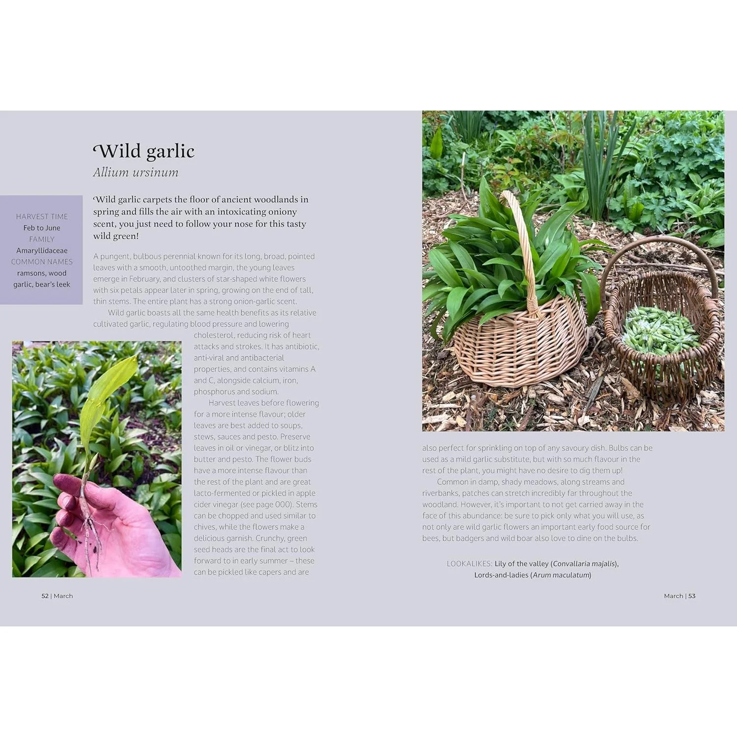 THE FORAGER'S ALMANAC BY DANIELLE GALLACHER - Image 4