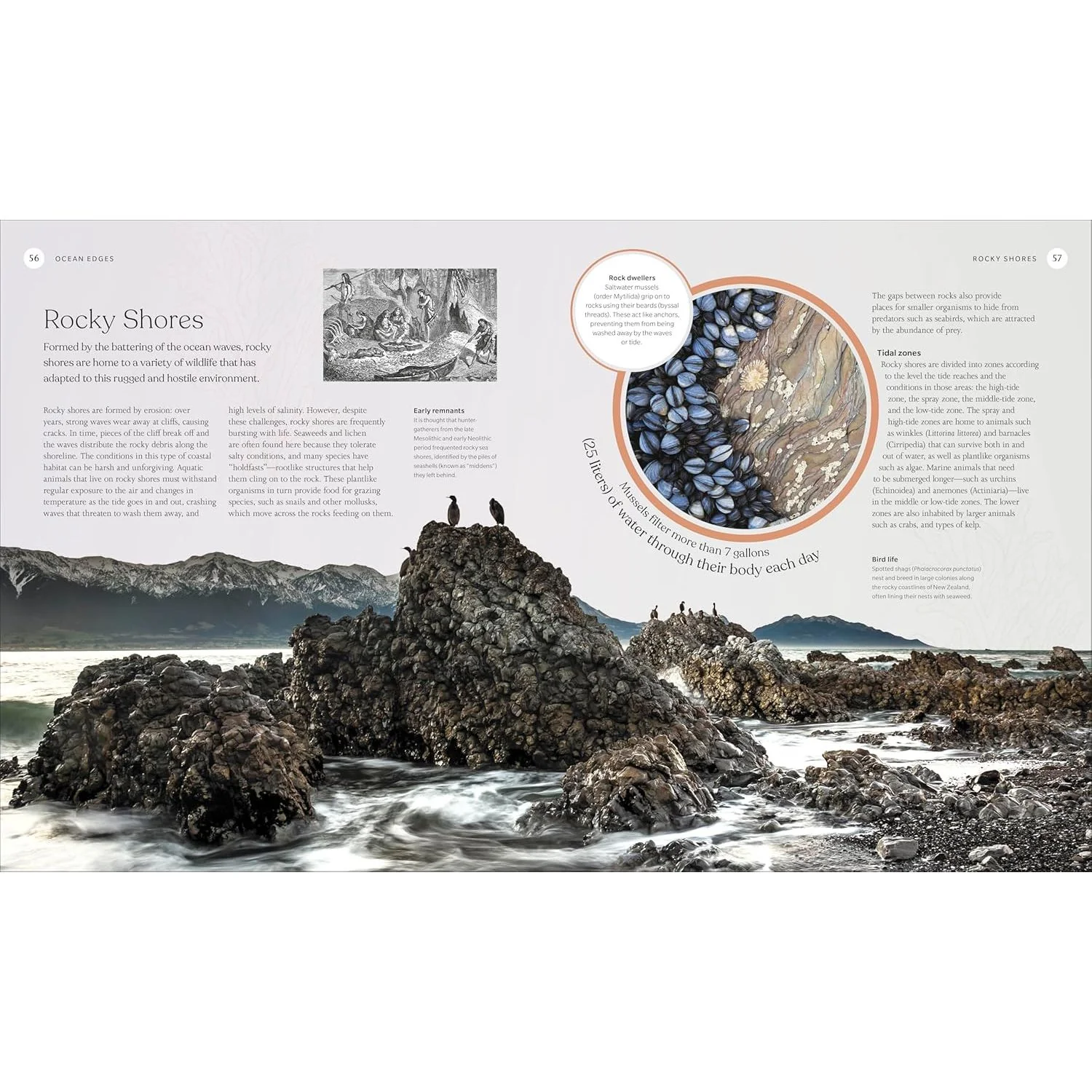 THE OCEAN BOOK: THE STORIES, SCIENCE, AND HISTORY OF OCEANS (A SMITHSONIAN AND DK BOOK) - Image 2