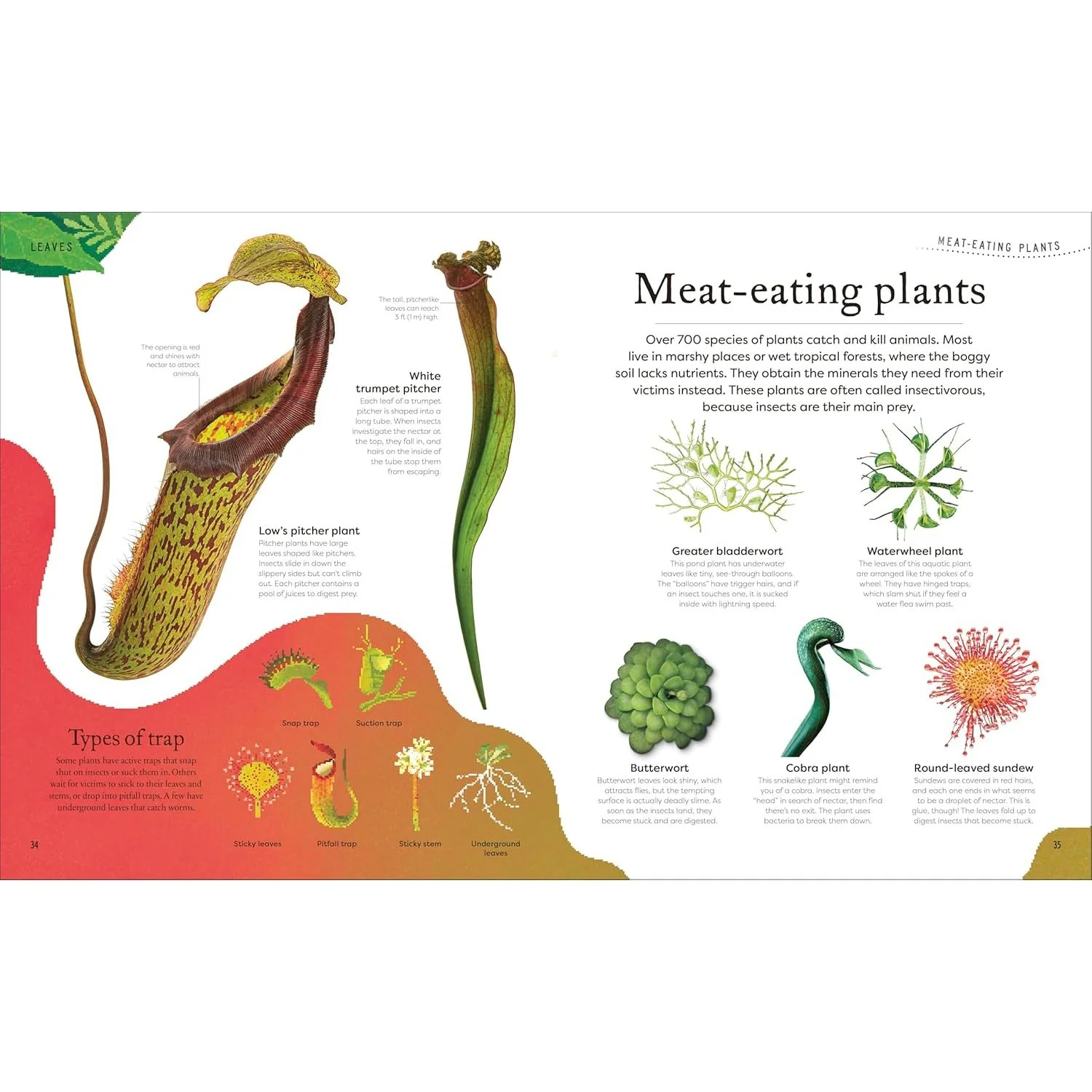 THE SECRET WORLD OF PLANTS BY BEN HOARE (A DK BOOK) - Image 3