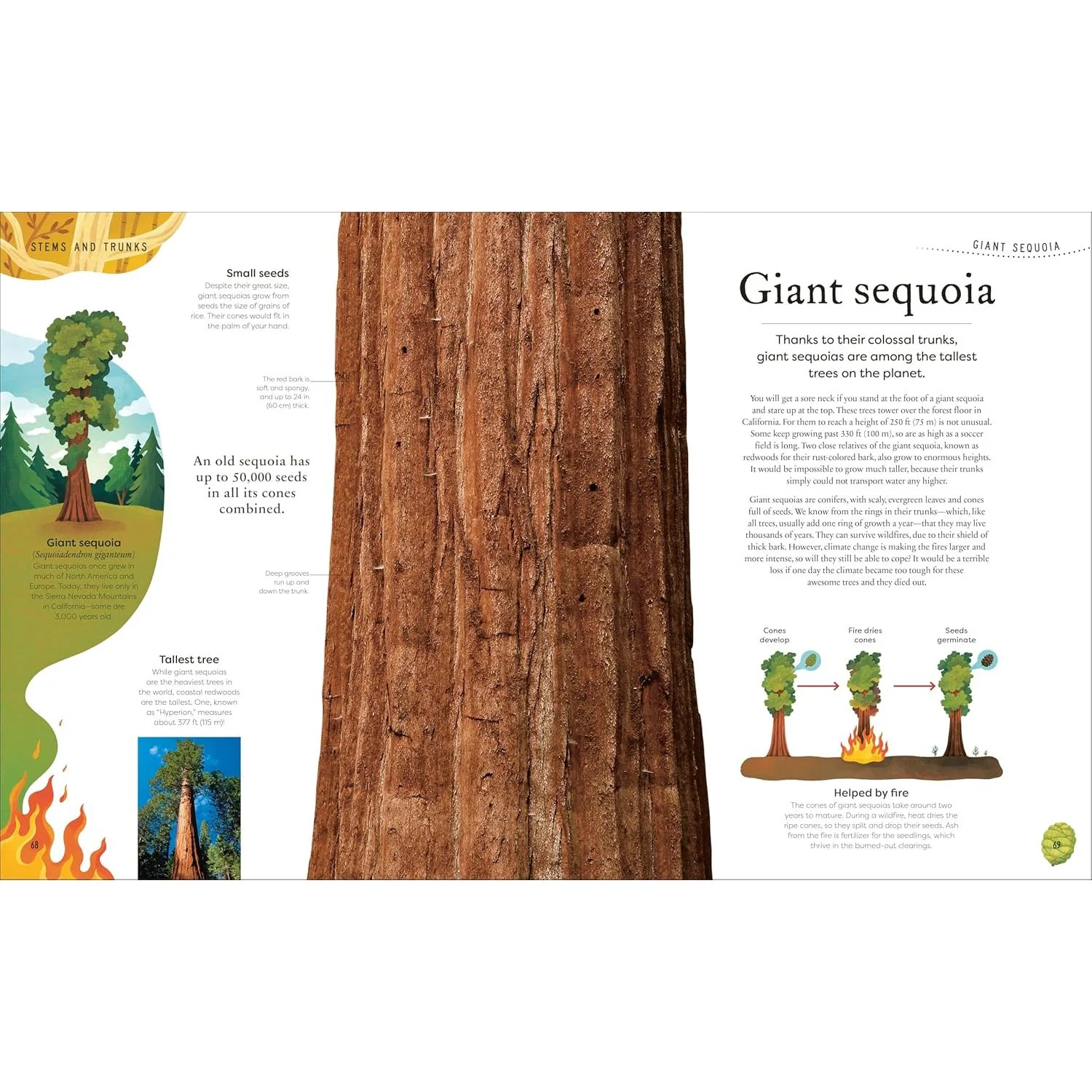 THE SECRET WORLD OF PLANTS BY BEN HOARE (A DK BOOK) - Image 4