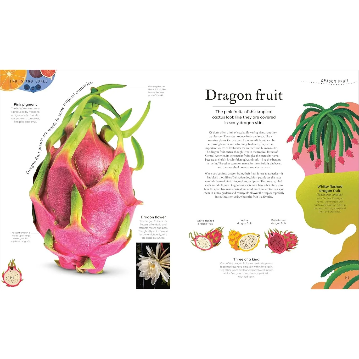 THE SECRET WORLD OF PLANTS BY BEN HOARE (A DK BOOK) - Image 6